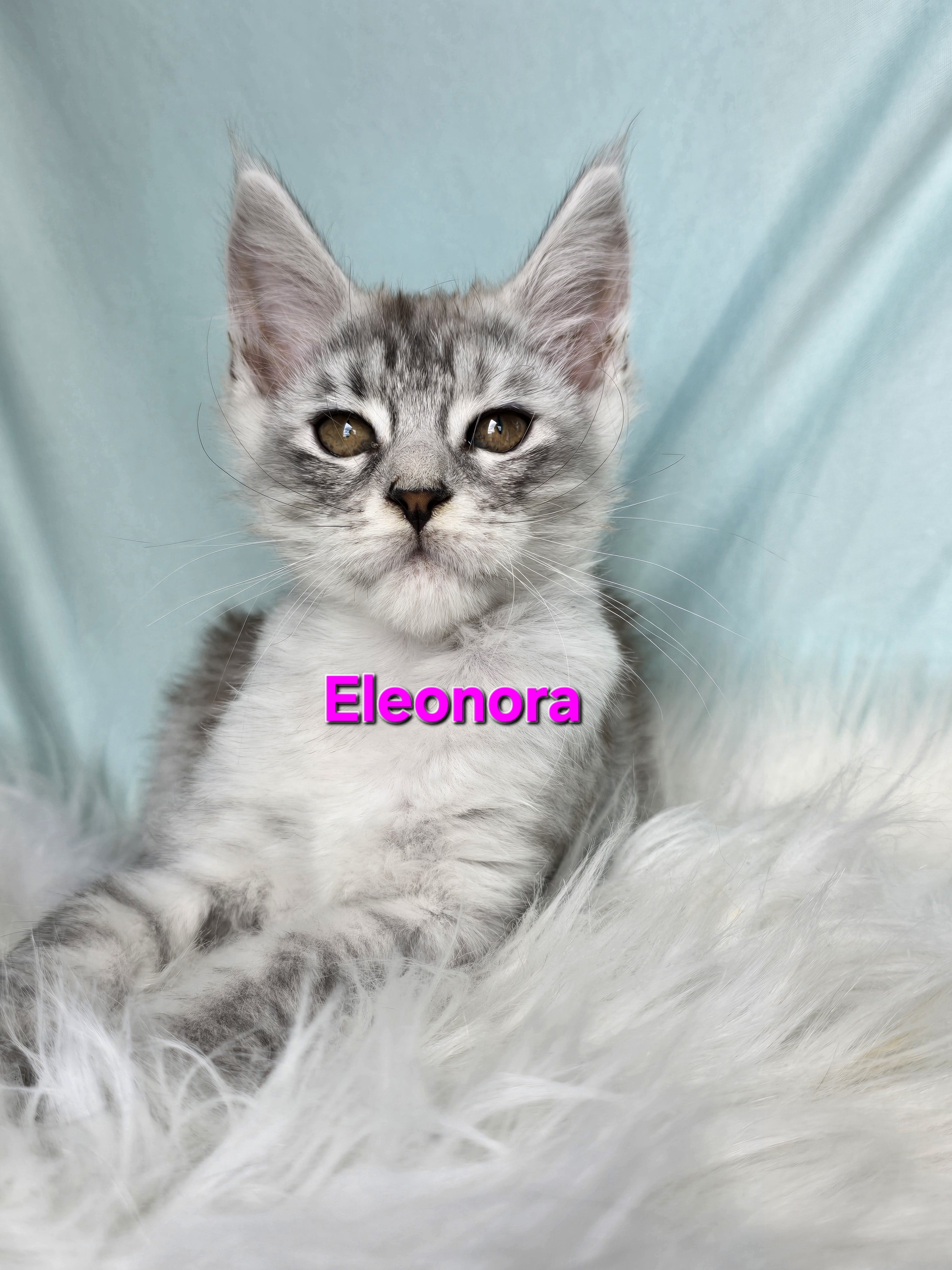 Eleonora of Beauty Tiara Team — Maine Coon, Beauty Tiara Team